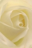 Step into the luminous centre of this white rose, and discover artistry rooted in the heart of Stratford. The spiraling petals, creamy and light as air, beckon with promise and hope-much like a dawn stroll along Chobham Road. Each petal's edge is touched by subtle shadow, adding dimensional drama and inviting you to explore its soothing texture, which seems almost tangible-both matte and silk-soft beneath the eye. The atmosphere of the photo is one of gentle uplift, the bloom quietly radiating comfort and serene celebration. Imagined fragrances of clean earth and sweet petals mingle softly, suggesting a bloom perfect for expressing sympathy, heartfelt admiration, or the joy of new beginnings. These nuances of cream and pale lemon are expertly captured by Stratford florists, whose attentive work is visible in the flawless spiral and harmonious arrangement. Prepared for quick delivery to bring grace to any home, this rose is both a tribute to nature's wisdom and a testament to the heartfelt care at the heart of Stratford's floral community.
